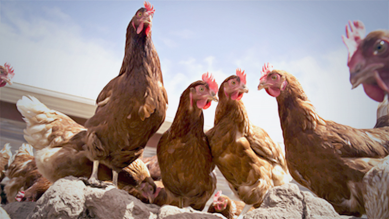 Covid is turning us all into hipsteaders Covid is turning us all into hipsteaders