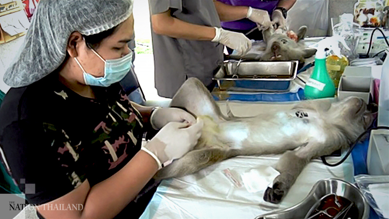 Castration the price monkeys are paying for creating a racket Castration the price monkeys are paying for creating a racket
