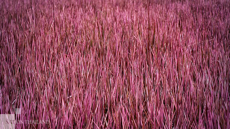 Phitsanulok’s ‘Pink Lady’ rice field opens to tourists next month Phitsanulok’s ‘Pink Lady’ rice field opens to tourists next month