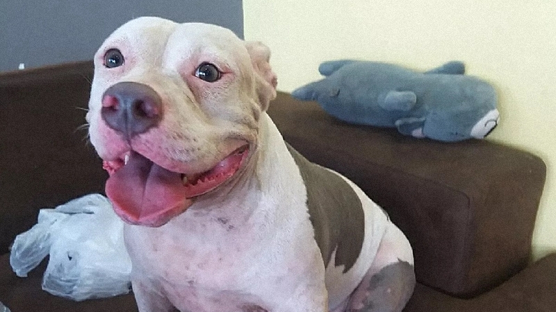 Man steps in to help homeless pitbull owner Man steps in to help homeless pitbull owner