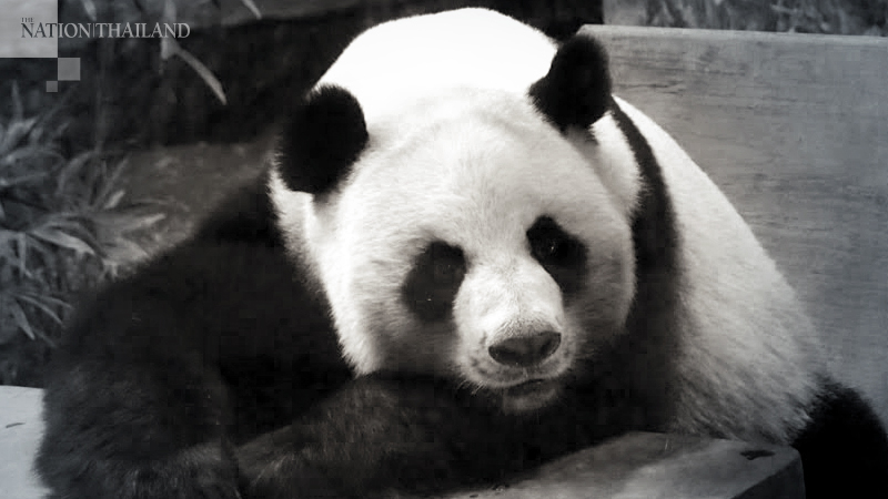 Thailand marks Chuang Chuang's first death anniversary Thailand marks Chuang Chuang's first death anniversary
