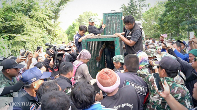 Bear that attacked 5 people in Khon Kaen finally captured Bear that attacked 5 people in Khon Kaen finally captured