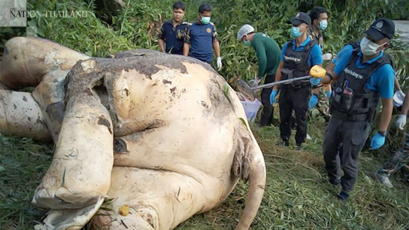 Elephant shot dead, head ripped off ‘for ivory’ at Narathiwat national park Elephant shot dead, head ripped off ‘for ivory’ at Narathiwat national park