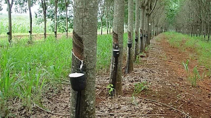 Ministry suspects price manipulation behind yo-yoing rubber Ministry suspects price manipulation behind yo-yoing rubber