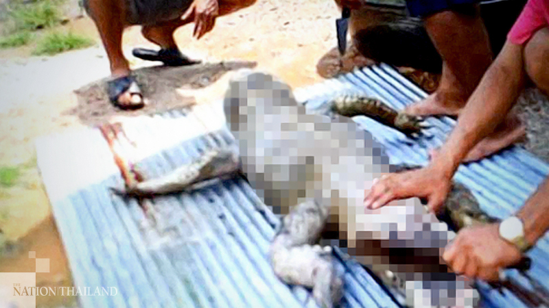 Crocodile caught and cooked after brutal Rayong attack Crocodile caught and cooked after brutal Rayong attack