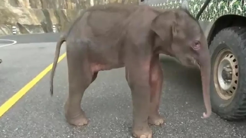 Baby elephant grieves after being separated from mum by storm 'Noul' Baby elephant grieves after being separated from mum by storm 'Noul'