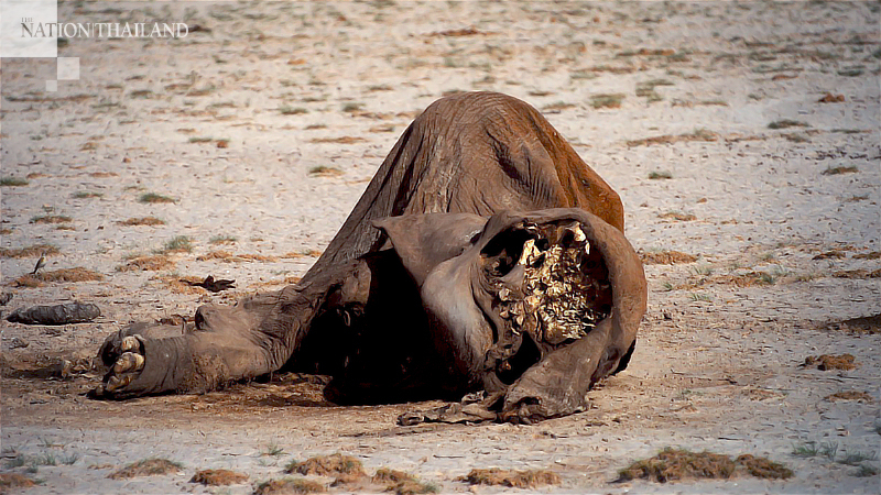 Botswana reveals the cause of a mass elephant die-off after months-long wait Botswana reveals the cause of a mass elephant die-off after months-long wait