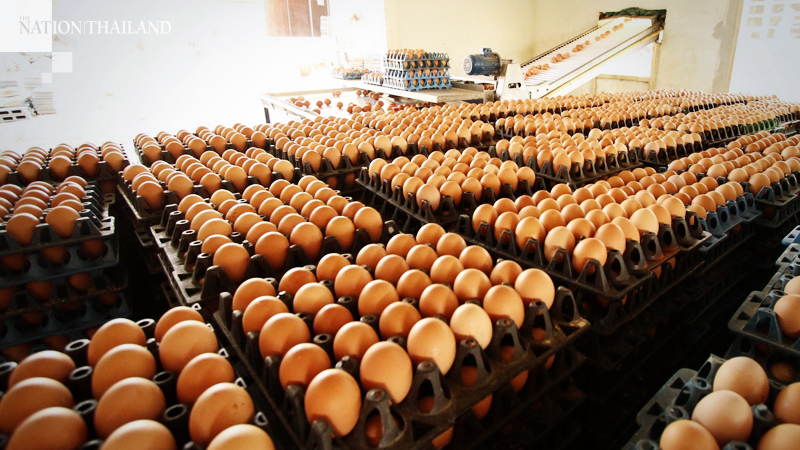 Egg farmers fret as price falls due to decline in consumption Egg farmers fret as price falls due to decline in consumption