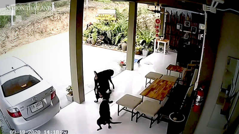 Bangkaew defends cat from 3 Rottweilers, dies after a mauling Bangkaew defends cat from 3 Rottweilers, dies after a mauling
