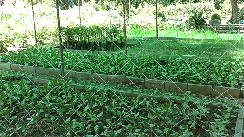 Govt expands 'grow-your-own-veg' scheme after demand sprouts up Govt expands 'grow-your-own-veg' scheme after demand sprouts up