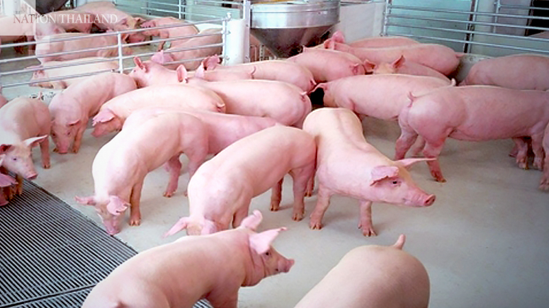 Lampang kills over 1,000 pigs in bid to stop virus from spreading Lampang kills over 1,000 pigs in bid to stop virus from spreading