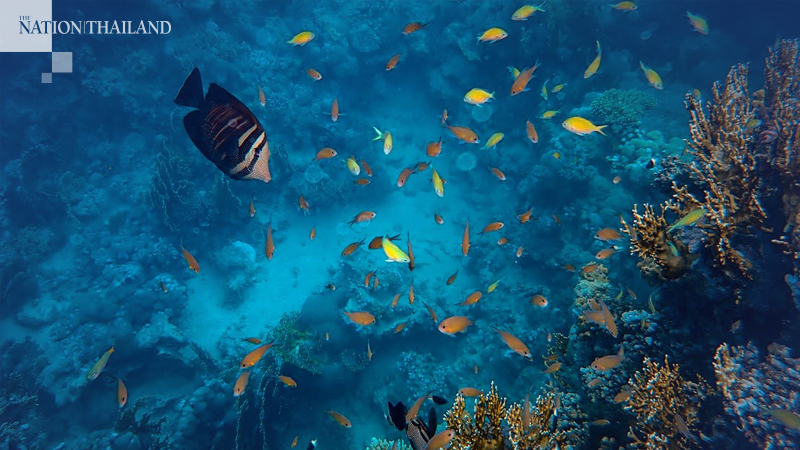 Disgusted by state of Thailand’s seas, minister orders agencies to take immediate action Disgusted by state of Thailand’s seas, minister orders agencies to take immediate action