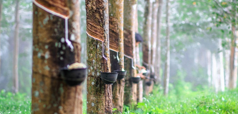 Rubber farmers impacted by storm 'Noul' to be compensated for losses Rubber farmers impacted by storm 'Noul' to be compensated for losses