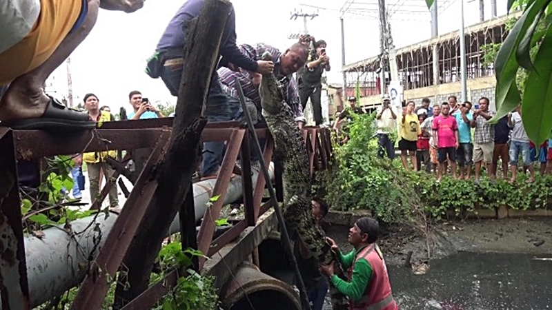 Large croc killed after terrorising canal-side neighbourhoods Large croc killed after terrorising canal-side neighbourhoods