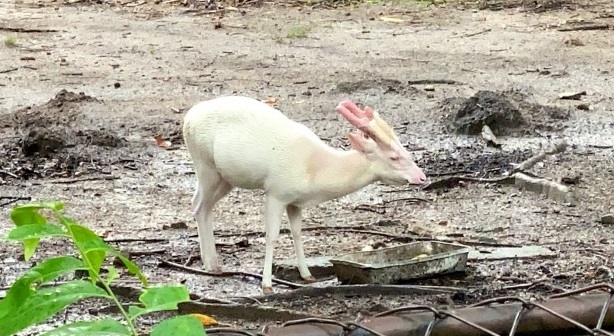 Songkhla Zoo director faces transfer as probe ordered into missing rare albino barking deer Songkhla Zoo director faces transfer as probe ordered into missing rare albino barking deer