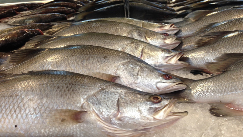 Fisheries department seeks to boost bass exports to China to tackle oversupply Fisheries department seeks to boost bass exports to China to tackle oversupply