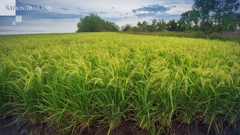 Strong baht, low production pull down Thai rice exports Strong baht, low production pull down Thai rice exports