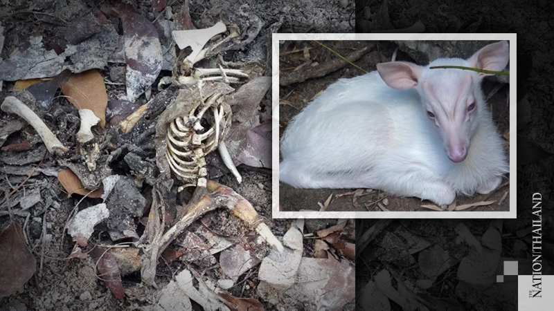 Forensic report inconclusive on whether remains belong to missing albino barking deer Forensic report inconclusive on whether remains belong to missing albino barking deer