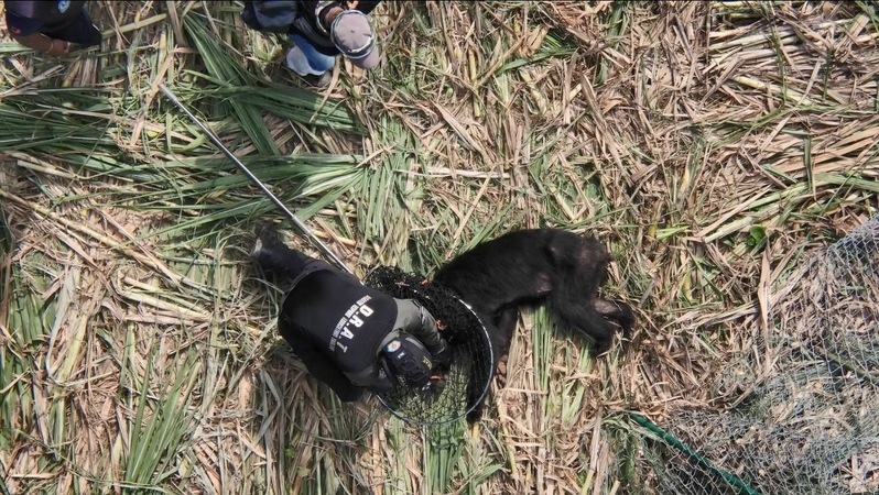 Mother bear, two cubs finally captured and released in wildlife sanctuary Mother bear, two cubs finally captured and released in wildlife sanctuary