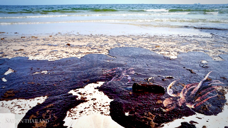 In Russia's Far East, suspected oil leak blamed for killing octopi, sickening surfers In Russia's Far East, suspected oil leak blamed for killing octopi, sickening surfers