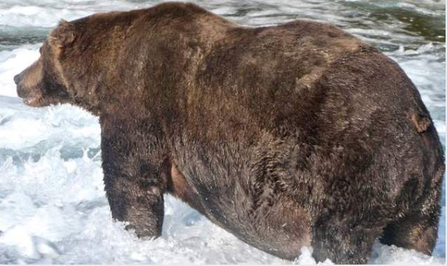 Bear 747 emerged victorious in Fat Bear Week. MUST CREDIT: Courtesy of N. Boak/NPS