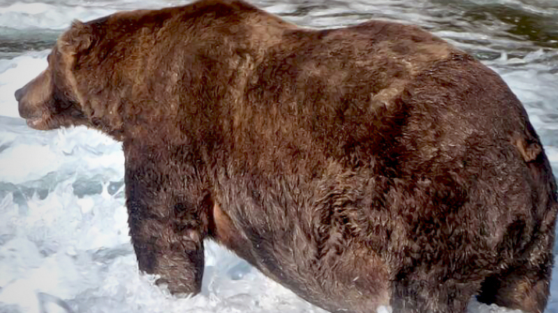 A Fat Bear Week champion has been crowned: 747 is 2020's thickest king A Fat Bear Week champion has been crowned: 747 is 2020's thickest king