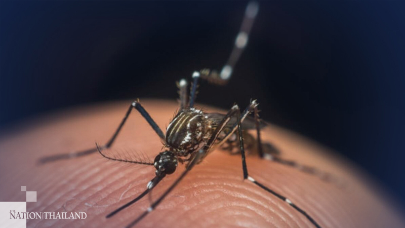 Mae Hong Son named Thailand’s dengue hotspot as cases quadruple Mae Hong Son named Thailand’s dengue hotspot as cases quadruple