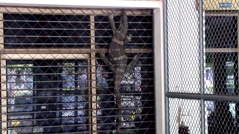 8 lives to go: pet-shop owner, daughter save cats from ferocious monitor lizard 8 lives to go: pet-shop owner, daughter save cats from ferocious monitor lizard