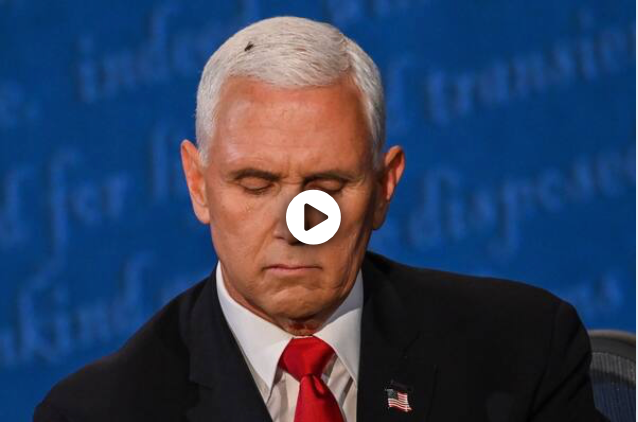 'Harris/Fly 2024': Debate viewers couldn't look away from the bug on Pence's head 'Harris/Fly 2024': Debate viewers couldn't look away from the bug on Pence's head