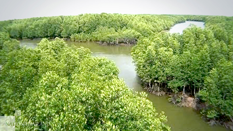 Minister reports big jump in mangrove forest area Minister reports big jump in mangrove forest area