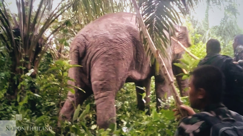 'Killer' wild elephant tracked down to Rayong mountain and sedated 'Killer' wild elephant tracked down to Rayong mountain and sedated