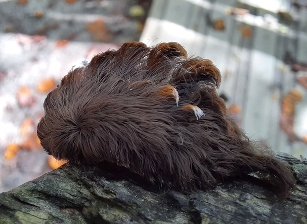 The Virginia Department of Forestry has issued a warning after it received reports of the puss caterpillar in a few eastern Virginia counties. The 