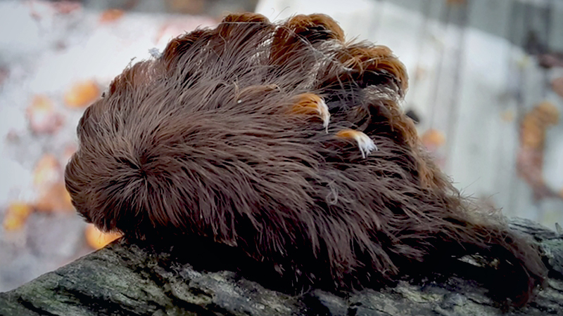 Hairy caterpillar, which packs a sting, spotted in Virginia, officials say Hairy caterpillar, which packs a sting, spotted in Virginia, officials say