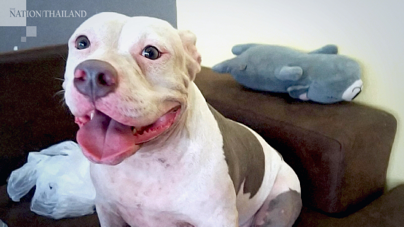 Pitbulls owner finally gives up her pets Pitbulls owner finally gives up her pets