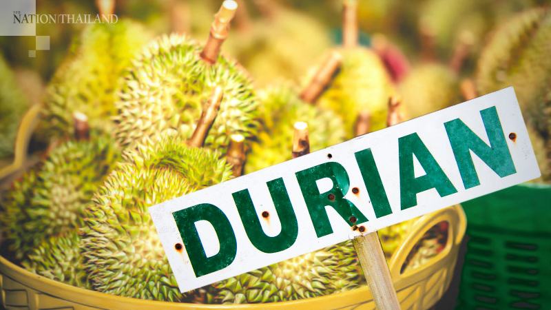 Thai Monthong faces Malaysia's ‘King’ in battle for China’s Bt50bn durian market Thai Monthong faces Malaysia's ‘King’ in battle for China’s Bt50bn durian market