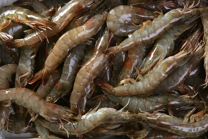 Thai Union expands adoption of sustainable feed for shrimp farms Thai Union expands adoption of sustainable feed for shrimp farms
