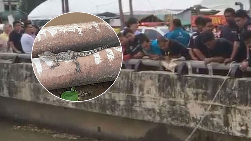 Social-media post of baby croc in Bangkok canal has locals worried Social-media post of baby croc in Bangkok canal has locals worried
