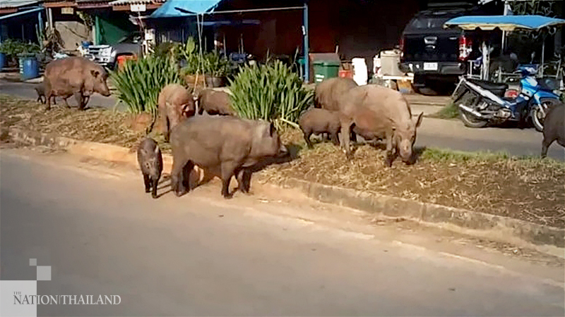 Wild boar running amok in Chumphon to be provided new habitat Wild boar running amok in Chumphon to be provided new habitat