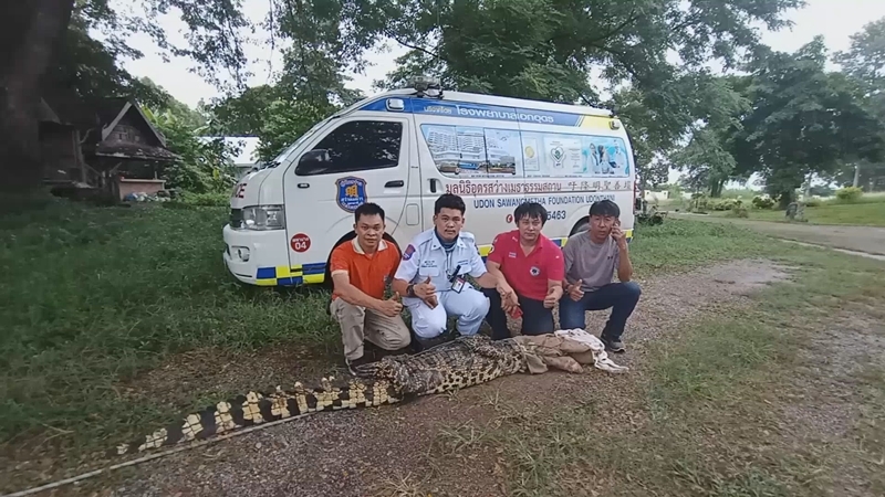 Crocodile captured in Udon Thani while trying to enter chicken coop