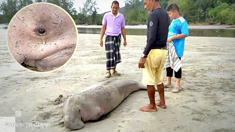 Ebbing tide strands dugong Ebbing tide strands dugong