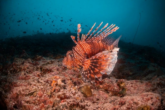 Climate change effects on coral reproduction Climate change effects on coral reproduction