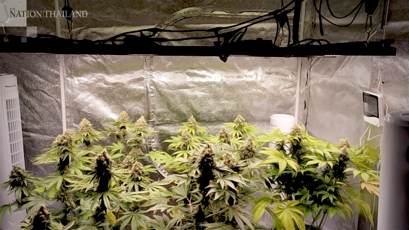 German ex-boxer held for allegedly growing marijuana at rented Chiang Mai house German ex-boxer held for allegedly growing marijuana at rented Chiang Mai house