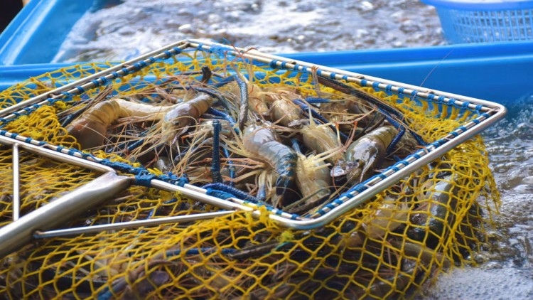 Fisheries department plans big hike in giant freshwater prawns output Fisheries department plans big hike in giant freshwater prawns output