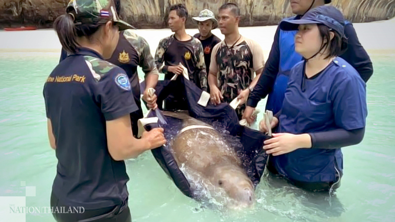 Dugong severely injured by boat propeller dies Dugong severely injured by boat propeller dies