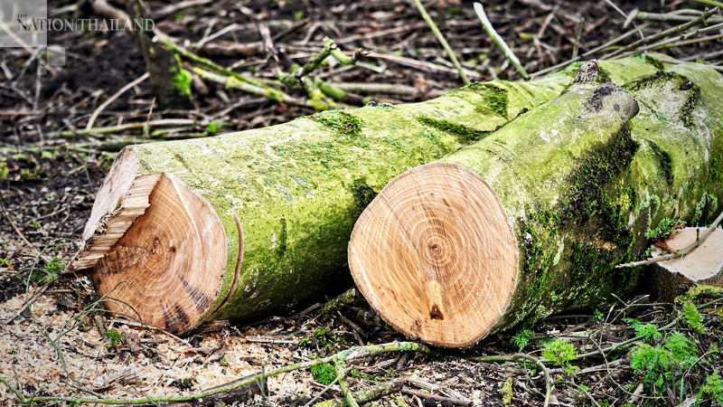 EU launches €5m project to protect Asean biodiversity from illegal loggers EU launches €5m project to protect Asean biodiversity from illegal loggers