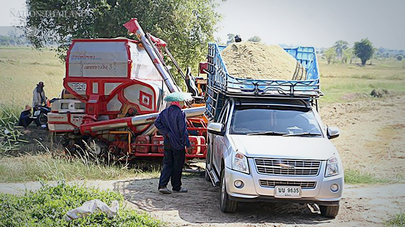 Phichit farmers seek govt intervention over rice price Phichit farmers seek govt intervention over rice price