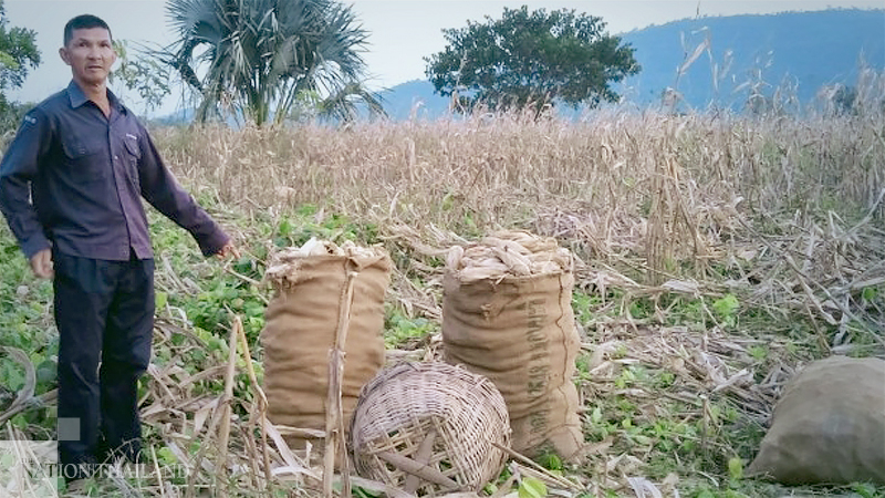 Three farm labourers hurt in brazen attack by herd of boars Three farm labourers hurt in brazen attack by herd of boars
