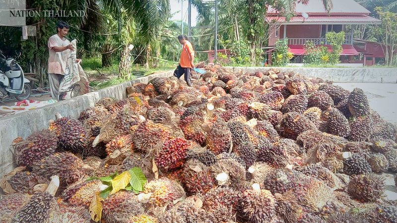 Oil palm price hits highest level in three years due to lower output Oil palm price hits highest level in three years due to lower output