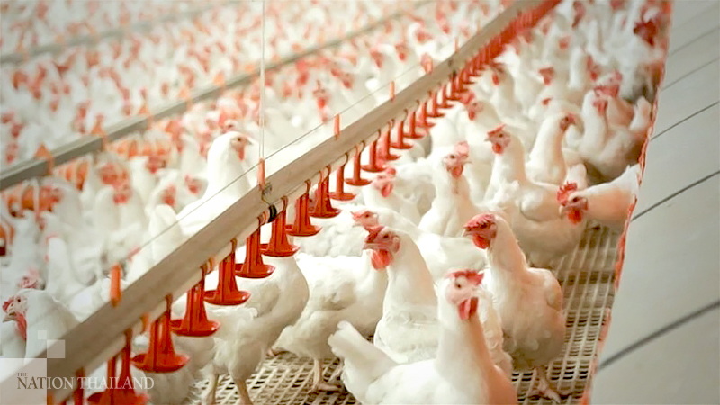 Covid takes 1.5% bite out of Thai chicken exports Covid takes 1.5% bite out of Thai chicken exports