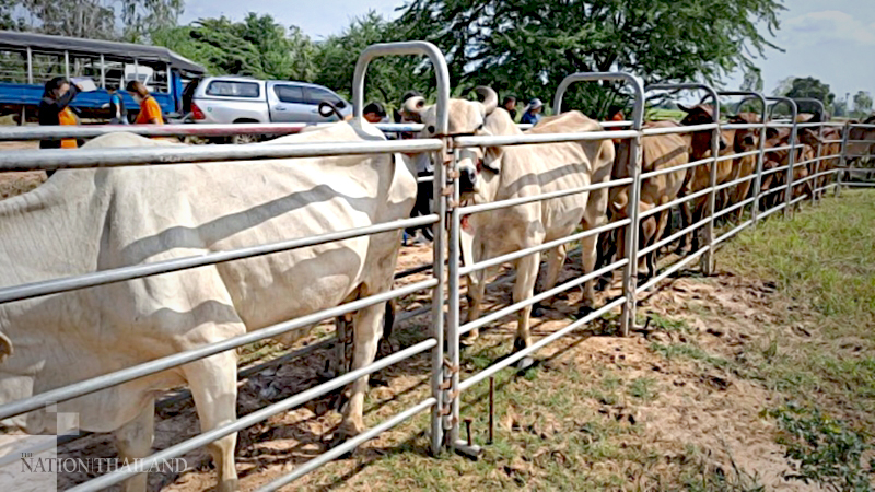 Chaiyaphum livestock cordoned off for 30 days to prevent spread of disease Chaiyaphum livestock cordoned off for 30 days to prevent spread of disease